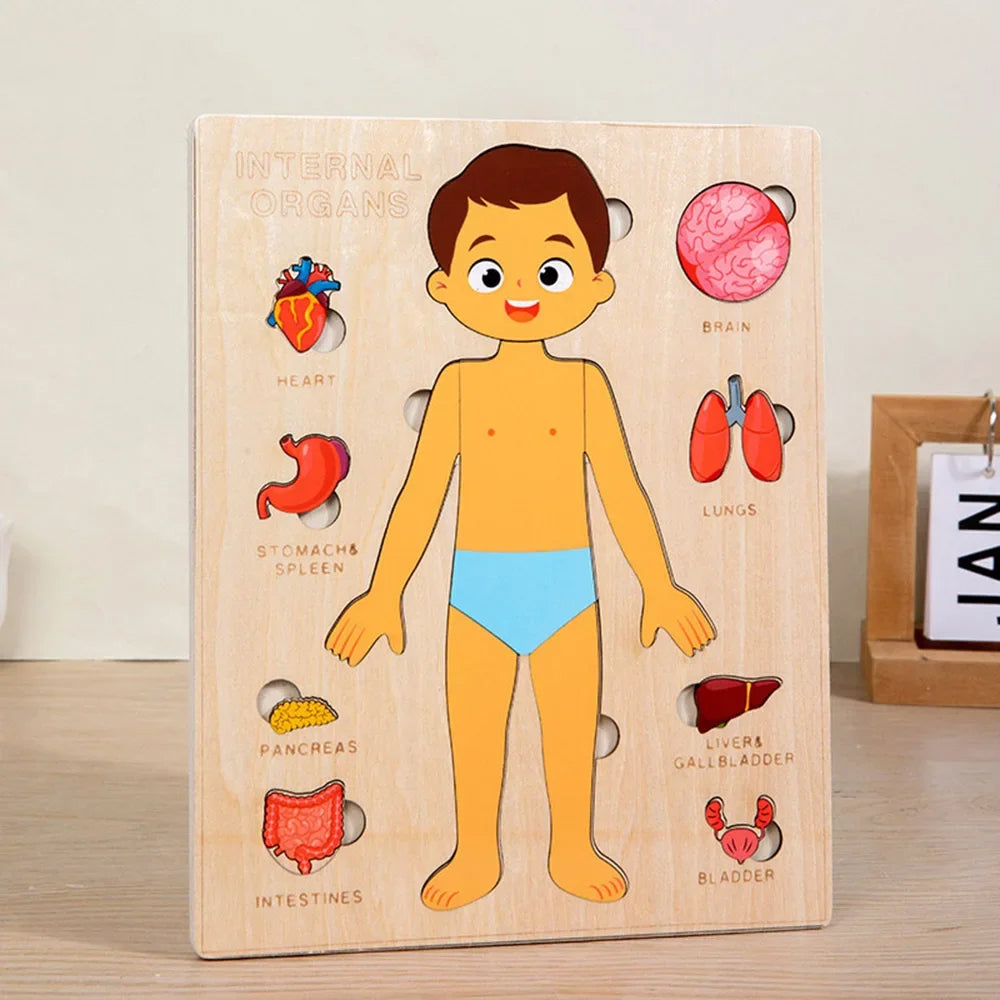 🧩 Montessori Human Body Busy Board