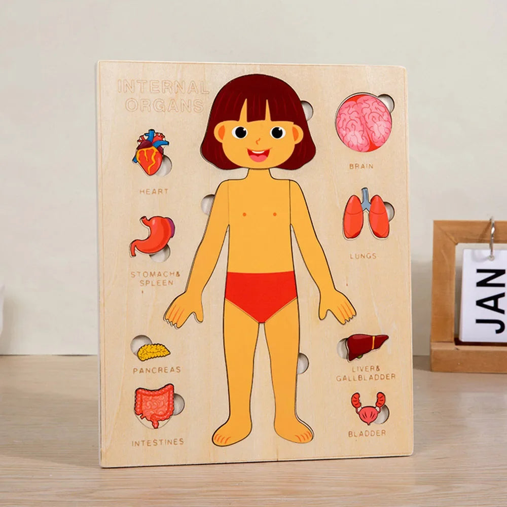 🧩 Montessori Human Body Busy Board